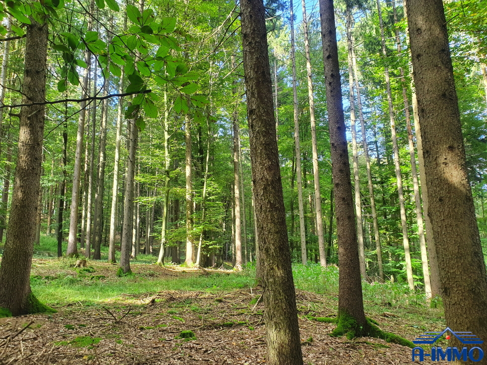 GLEISDORF UMGEBUNG: Mischwald mit circa 6,3 Hektar zu kaufen!